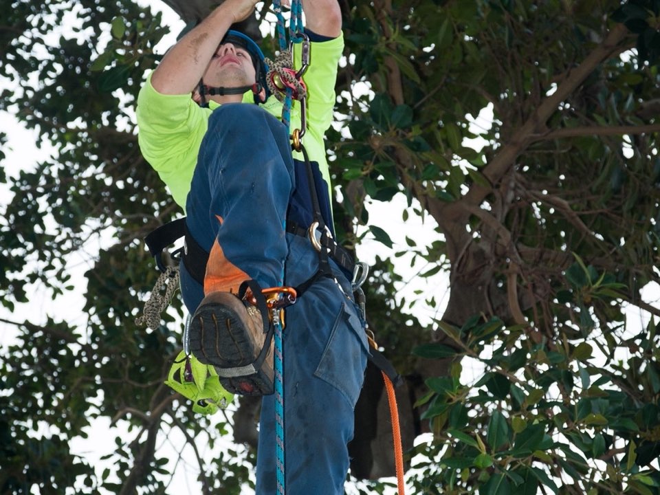 Qualified arborist working in a mature tree during an Enviro Trees UK survey in Pembrokeshire