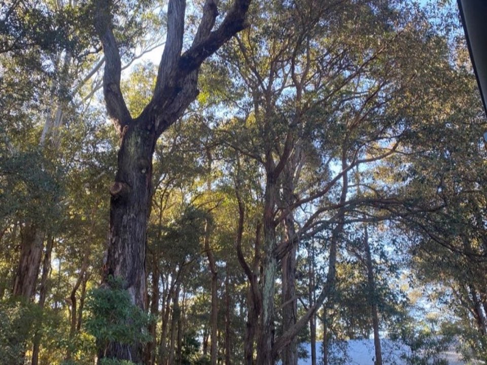 Mature trees in Pembrokeshire parkland with a property visible in the background